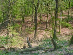 IMGP7345_HDR5_Naturskov